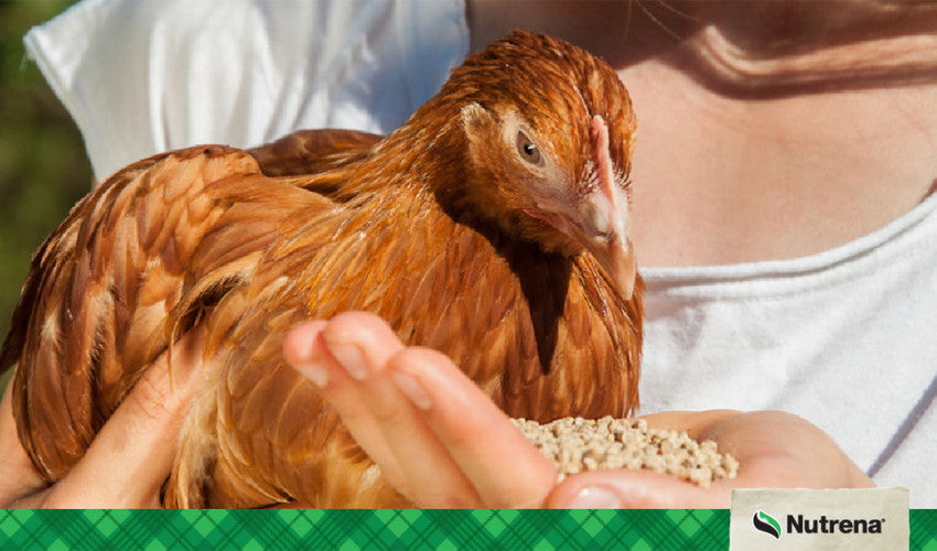 Advanced Chick Nutrition: The Secret to Great Laying Hens - Veterinary Advice On Chick Nutrition
