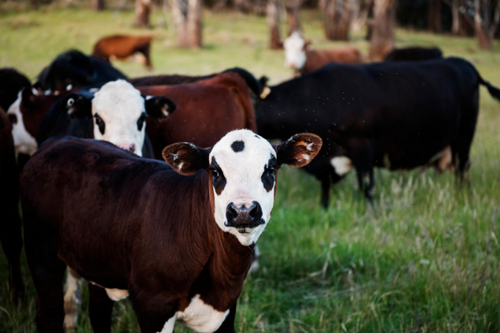 Nutrition Your Cattle Needs