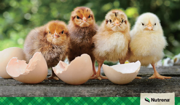What’s Inside Counts: More Than Protein for Happy, Healthy Chicks