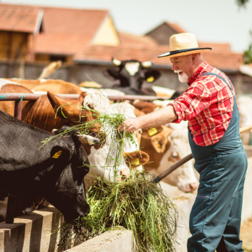 A farmer feeding cattle from a trough