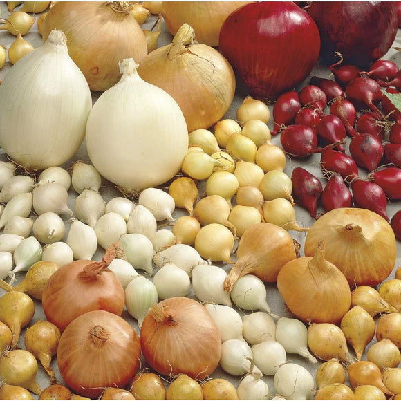 YELLOW ONION BULBS (SOLD BY THE POUND)