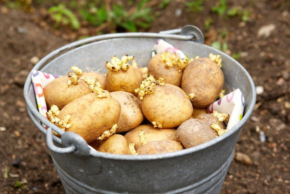 KENNEBEC SEED POTATOES (SOLD BY THE POUND)