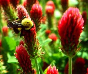 Green Acres Agway Clover Domestic Crimson 50 Lb