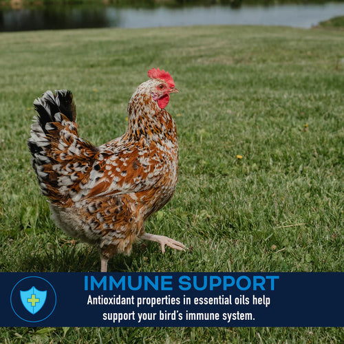 Kalmbach Feeds LifeGuard® Poultry Supplement