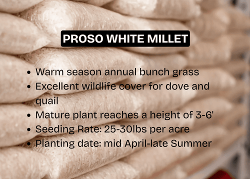 Proso White Millet