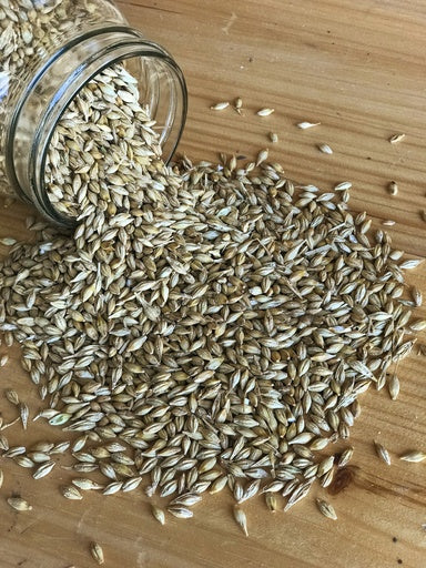 Ernst Grain & Livestock Non-GMO Barley