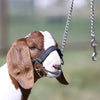 Sullivan Supply First Class Show Halter