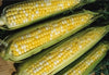 Seedway Peaches & Cream Sweet Corn (Treated Seed)