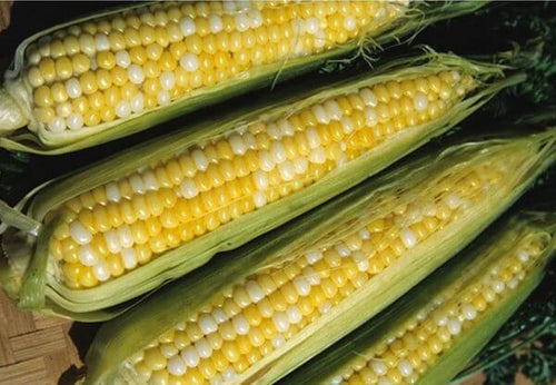 Seedway Peaches & Cream Sweet Corn (Treated Seed)