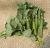 Seedway Progress # 9 Peas (Treated Seed)