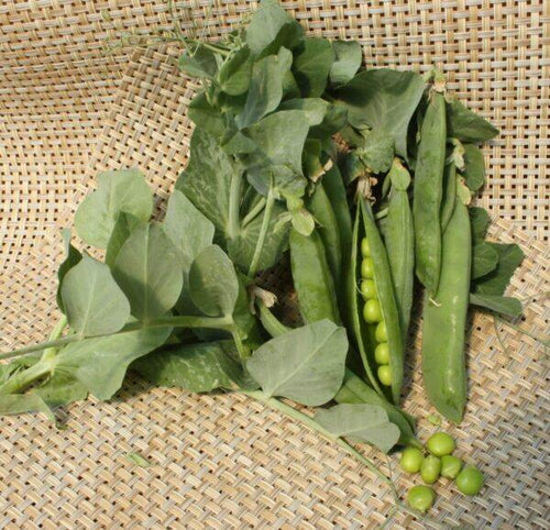 Seedway Progress # 9 Peas (Treated Seed)