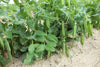Seedway Progress # 9 Peas (Treated Seed)