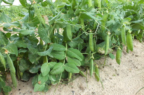 Seedway Progress # 9 Peas (Treated Seed)