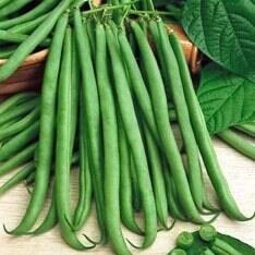 Seedway Topcrop Green Pod Bush Bean (Treated Seed)