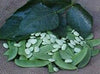 Seedway Henderson Lima Bean (Treated)