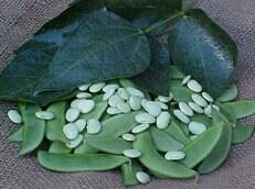 Seedway Henderson Lima Bean (Treated)