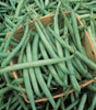 Seedway Blue Lake Pole Bean FM-1 (Treated Seed)