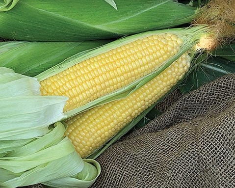 Seedway Incredible Sweet Corn (Treated Seeds)