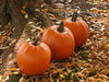Seedway Connecticut Field Pumpkin (Treated Seed)