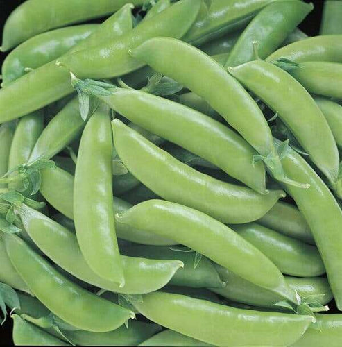 Seedway Super Sugar Snap Peas (Not Treated)