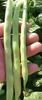 Seedway Kentucky Wonder Brown Pole Bean (Treated)