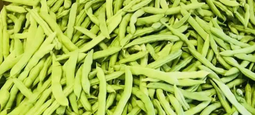Seedway Mountaineer Half Runner Bean (Non-Treated Seed)