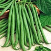 Seedway Butter & Sugar Sweet Corn (Treated Seed)