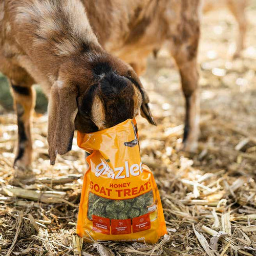 Standlee Grazlee Honey Goat Treats