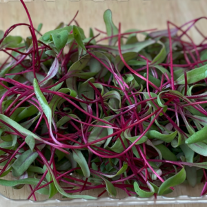 Seedway Detroit Dark Red Beet (Organic)